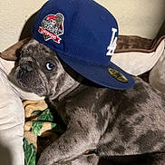 Tuk is registered to the contest to win money with this photo: accessory, baseball_cap, bedtime, blanket, blue_hat, closeup, couch, cute, dog, eyeball, french_bulldog, fur, hat, indoor, pet, portrait, puppy, relaxed, side_eye, wrinkled_face