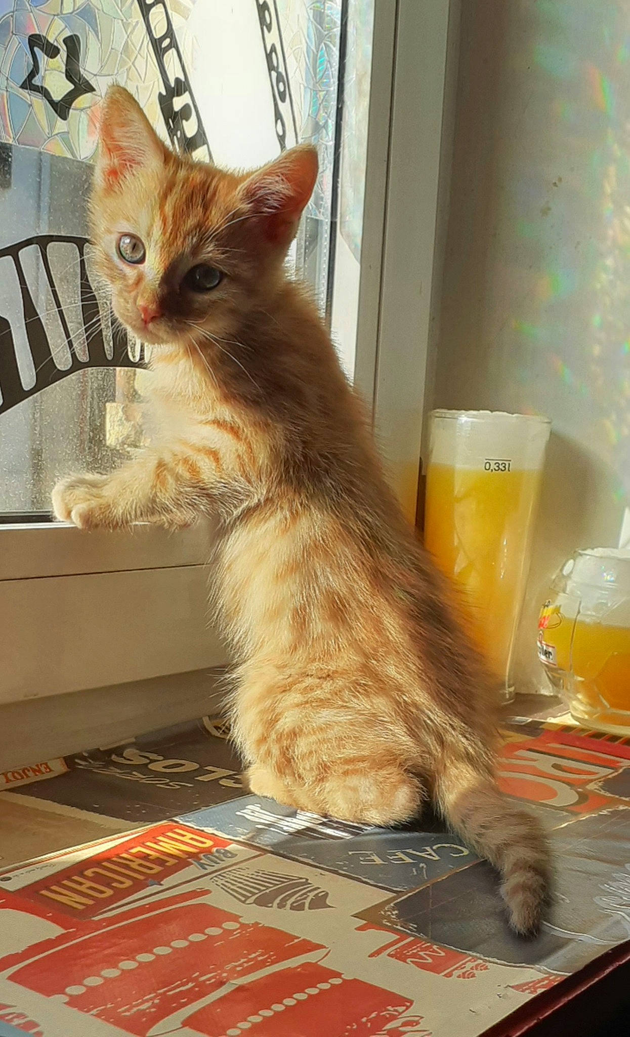 Kalou participe au concours pour gagner de l'argent avec cette photo : box, carnivore, cat, claw, domestic_short_haired_cat, door, drink, felidae, flooring, fur, paw, room, sitting, small_to_medium_sized_cats, snout, tableware, tail, whiskers, window, wood