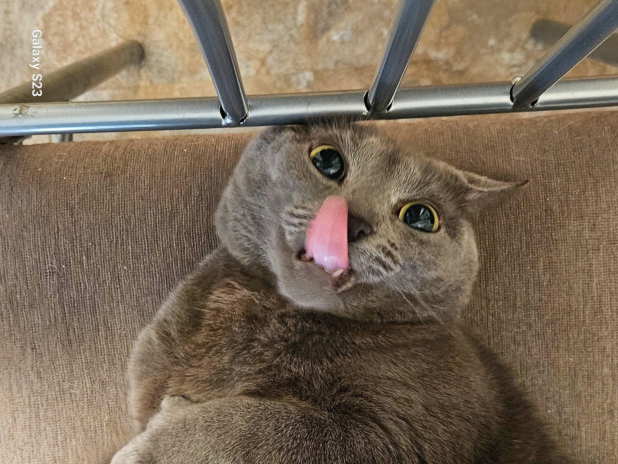 Baby joined the competition — help win amazing prizes! carnivore, cat, cat_supply, domestic_short_haired_cat, felidae, fence, fur, metal, pet_supply, small_to_medium_sized_cats, snout, terrestrial_animal, whiskers