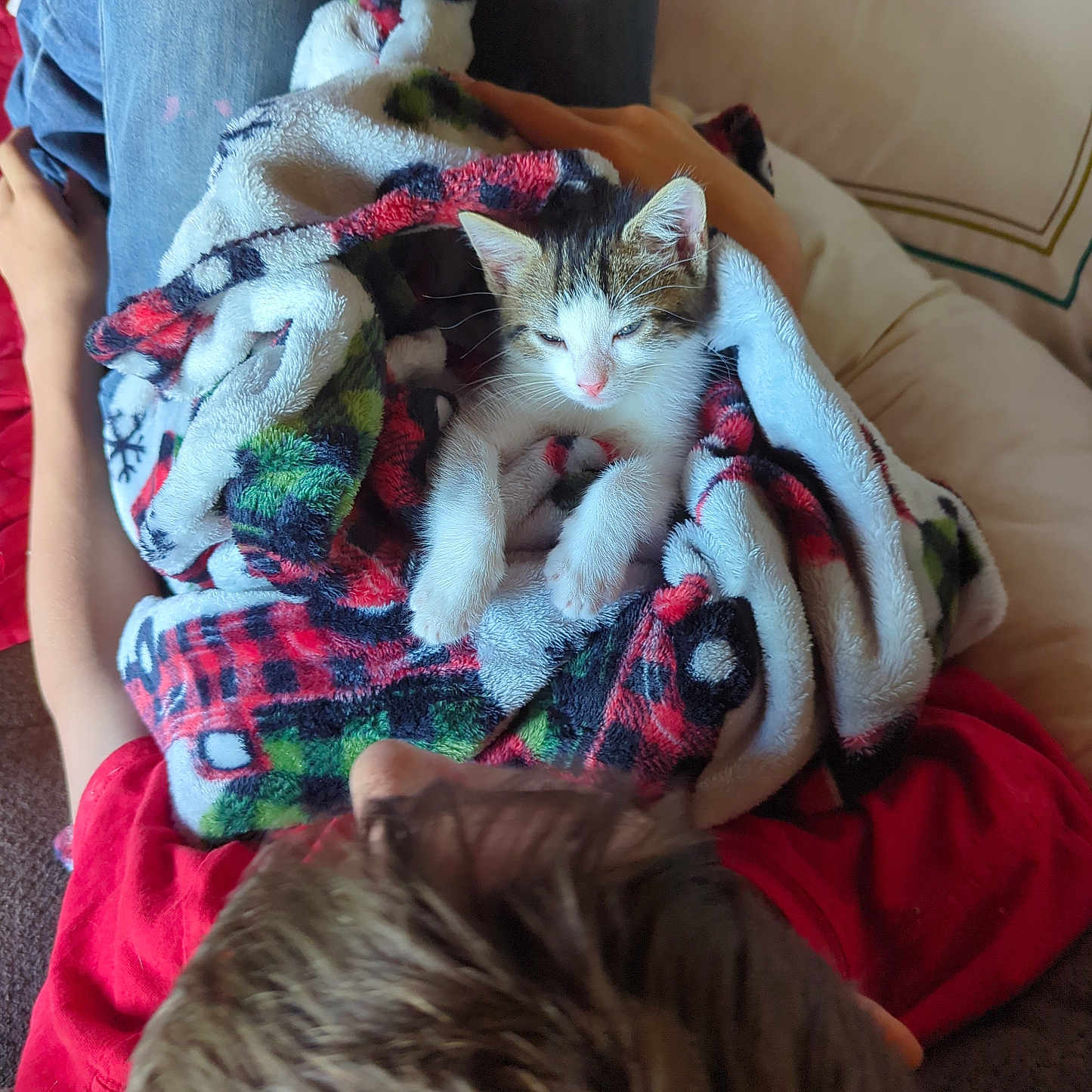 Loki is registered to the contest to win money with this photo: abyssinian, animal, armchair, blanket, cat, chair, couch, cushion, furniture, homedecor, kitten, laundry, linen, manx, person, pet, quilt, siamese, sleeping, towel