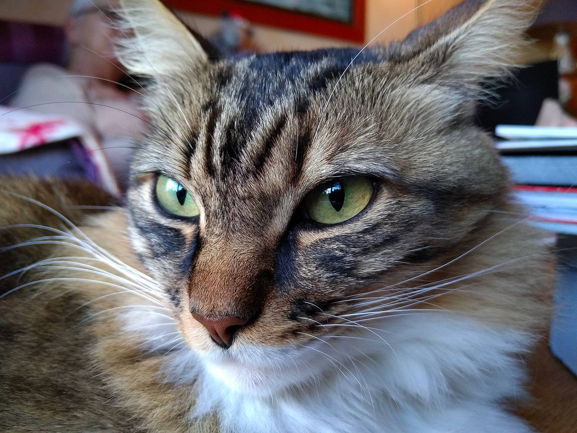 Yoda participe au concours pour gagner de l'argent avec cette photo : aegean_cat, asian, carnivore, cat, close_up, domestic_long_haired_cat, domestic_short_haired_cat, european_shorthair, eye, felidae, fur, mammal, norwegian_forest_cat, siberian, small_to_medium_sized_cats, snapshot, snout, tabby_cat, vertebrate, whiskers