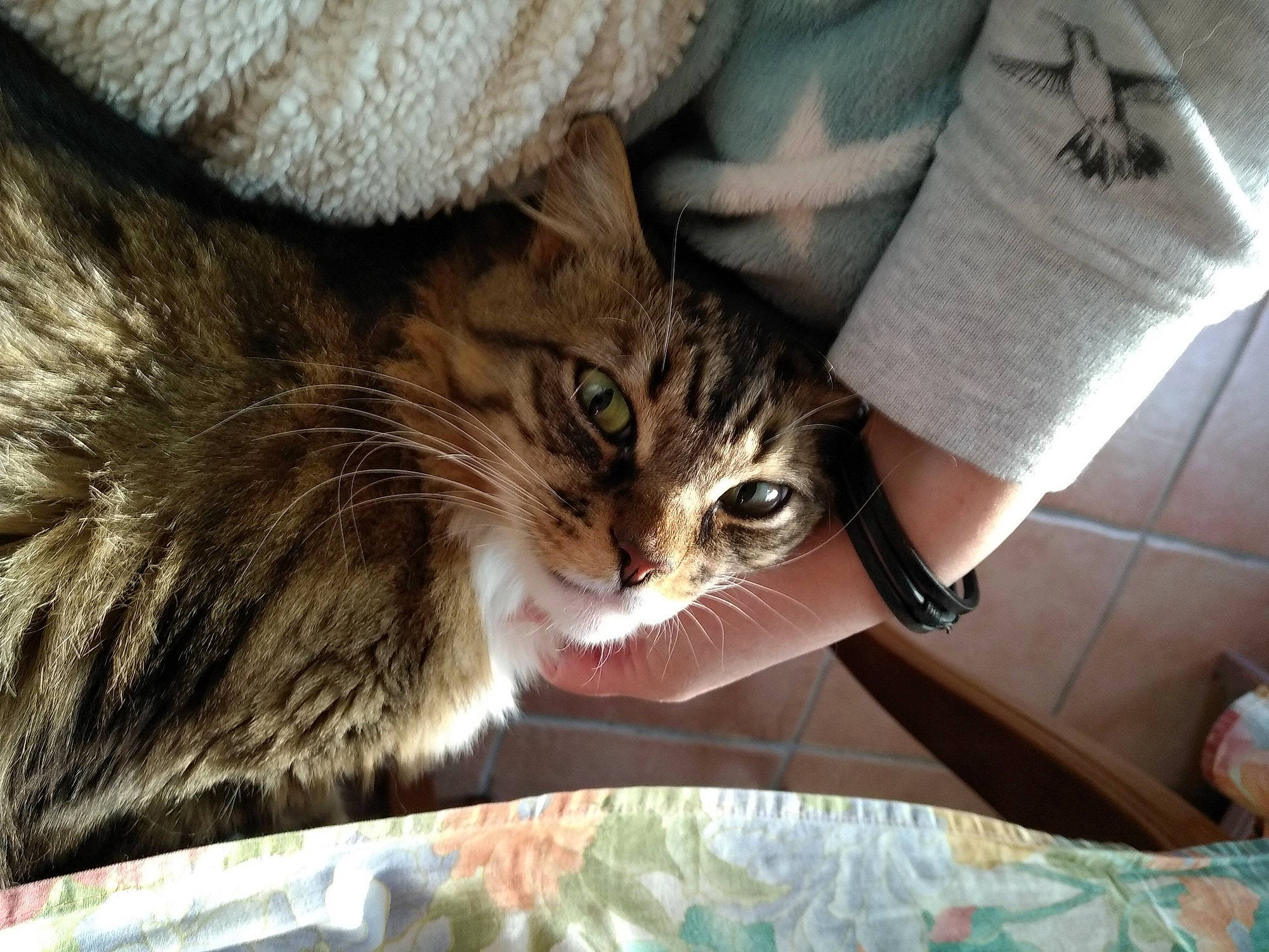 Yoda participe au concours pour gagner de l'argent avec cette photo : aegean_cat, american_shorthair, asian, carnivore, cat, claw, domestic_short_haired_cat, dragon_li, european_shorthair, felidae, fur, kitten, mammal, norwegian_forest_cat, pixie_bob, siberian, small_to_medium_sized_cats, tabby_cat, whiskers, wild_cat