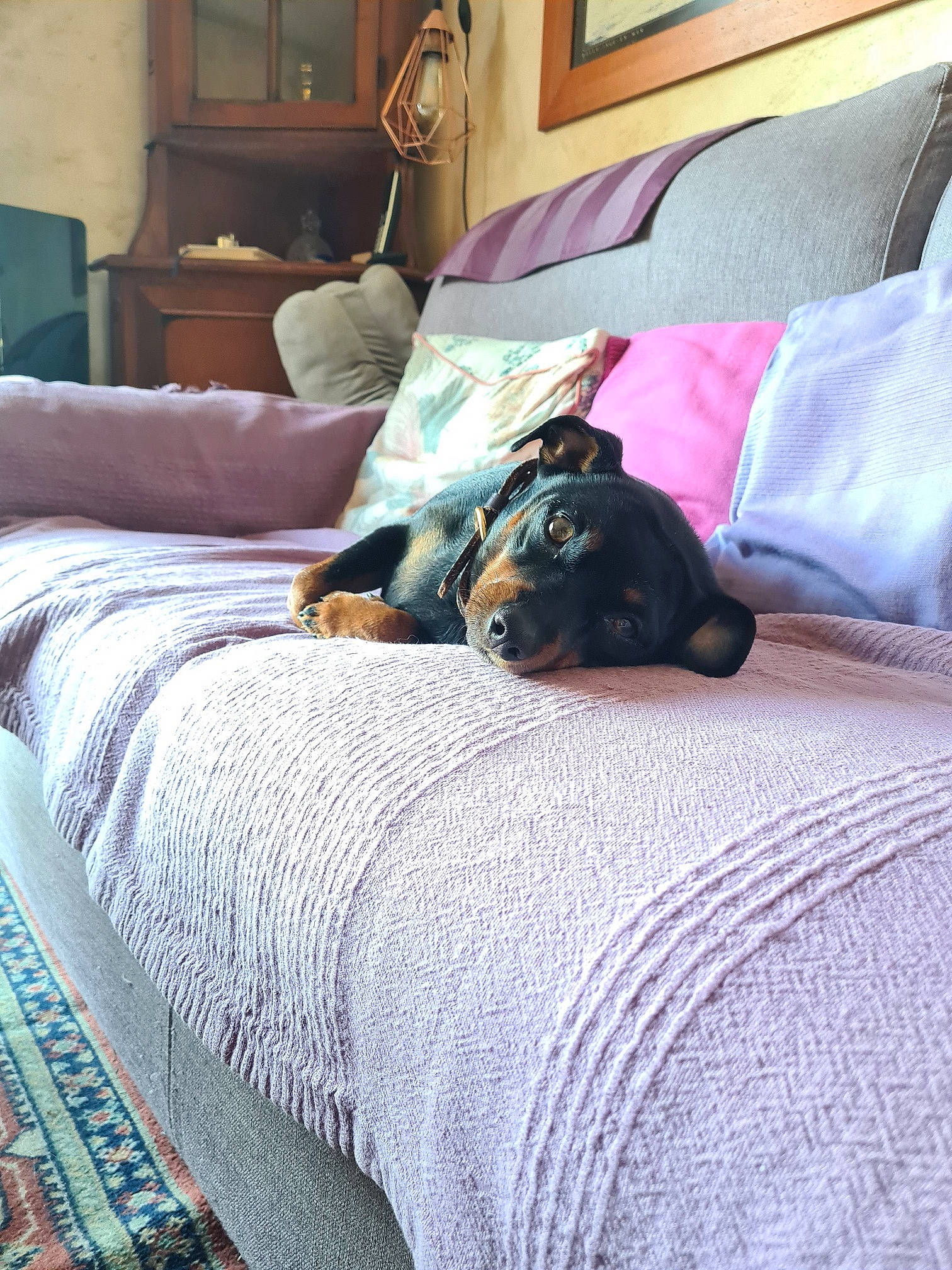 Hermione a rejoint le concours — aidez-le/la à gagner de superbes lots ! bed, bed_frame, carnivore, comfort, companion_dog, couch, dog, dog_breed, floor, flooring, furniture, hardwood, interior_design, living_room, picture_frame, pillow, property, purple, textile, wood