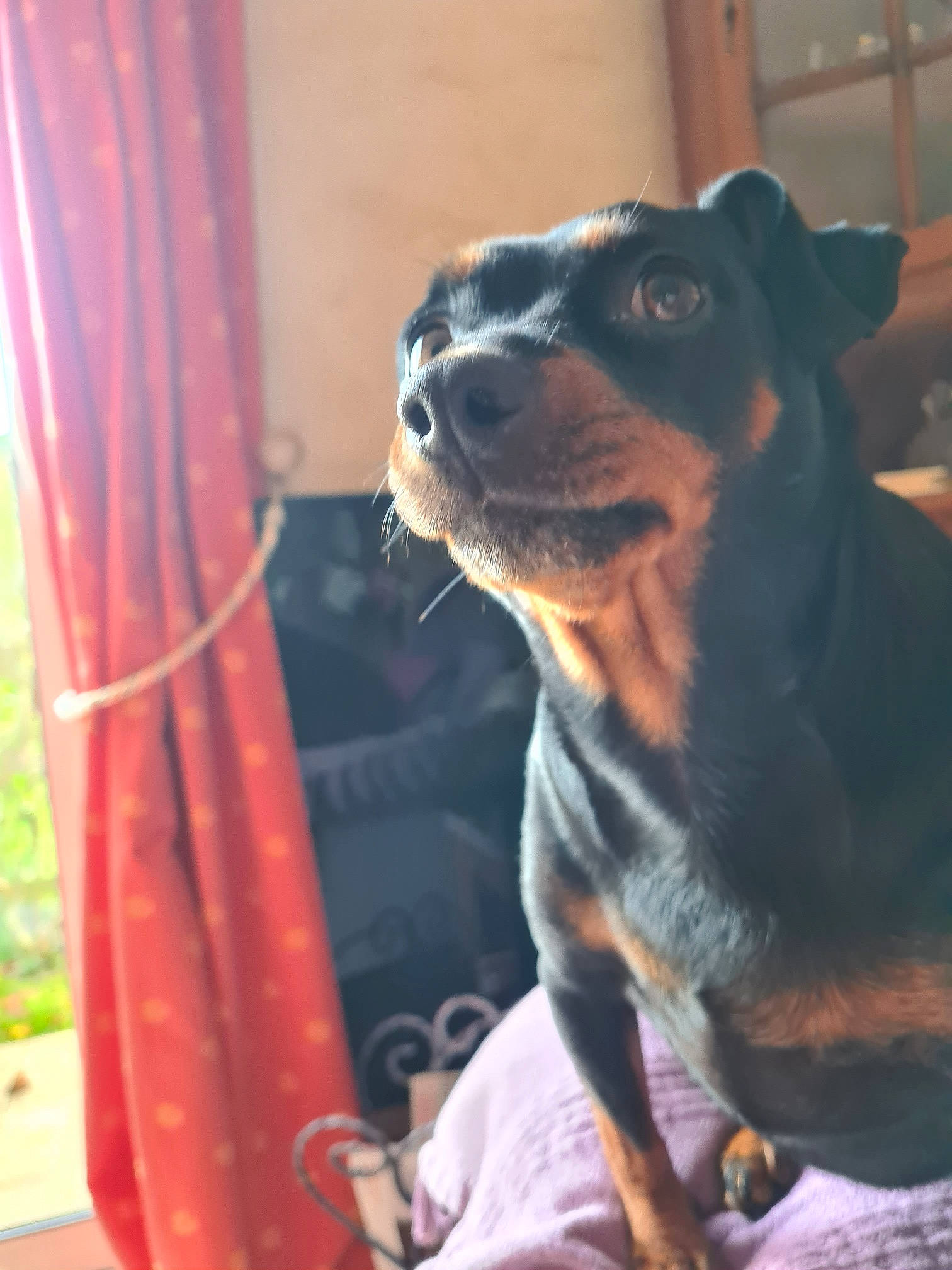 Hermione participe au concours pour gagner de l'argent avec cette photo : canidae, carnivore, collar, companion_dog, curtain, dog, dog_breed, ear, fawn, fur, guard_dog, plant, snout, sporting_group, terrestrial_animal, toy_dog, whiskers, window, working_animal, working_dog