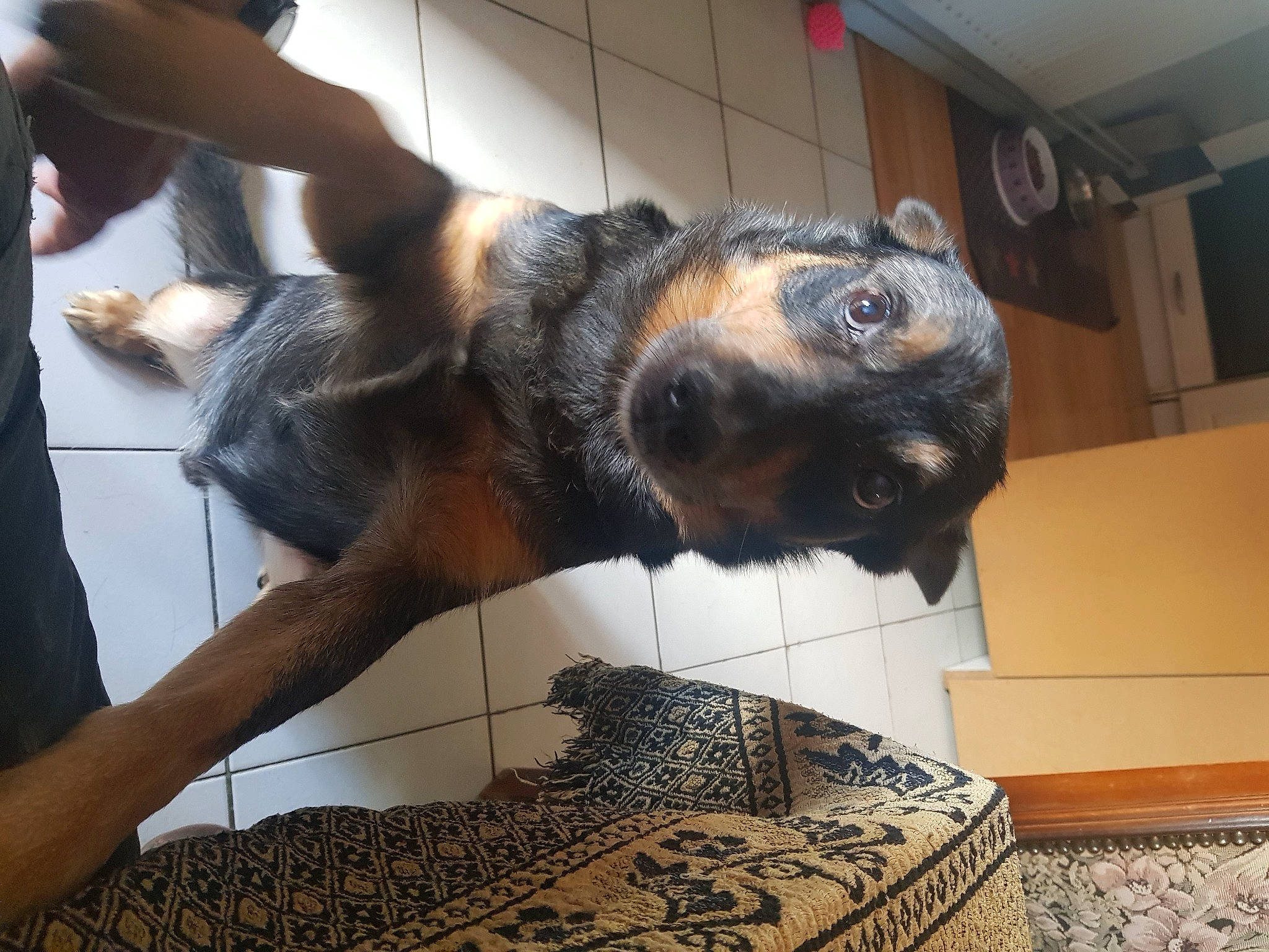 Casey participe au concours pour gagner de l'argent avec cette photo : canidae, carnivore, comfort, companion_dog, dog, dog_breed, fawn, flooring, foot, fur, metal, natural_material, pattern, snout, sporting_group, tail, terrestrial_animal, working_animal