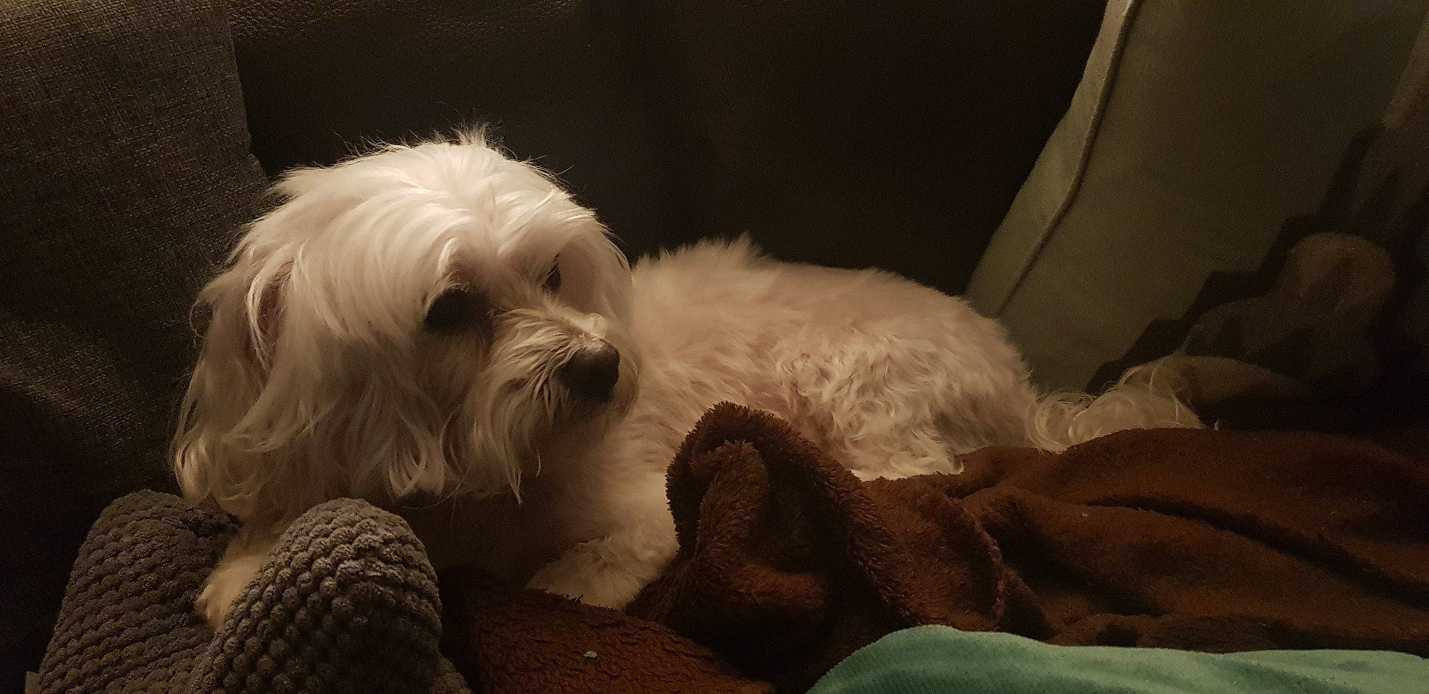 Etoile a rejoint le concours — aidez-le/la à gagner de superbes lots ! canidae, carnivore, comfort, companion_dog, darkness, dog, dog_breed, dog_supply, eye, fur, maltepoo, non_sporting_group, poodle_crossbreed, small_terrier, sporting_group, terrier, tibetan_terrier, toy_dog, working_animal, yorkipoo