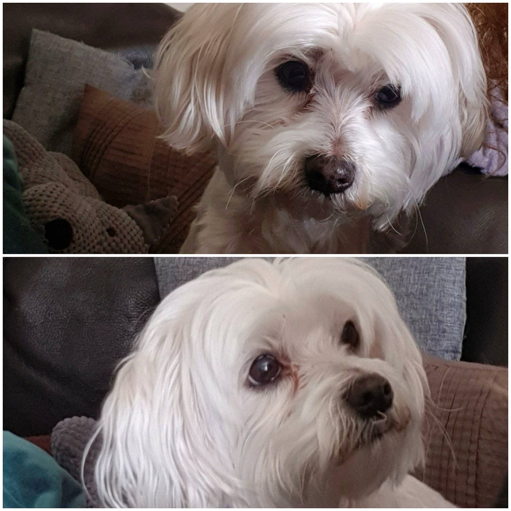 Etoile a rejoint le concours — aidez-le/la à gagner de superbes lots ! beauty, canidae, carnivore, comfort, companion_dog, dog, dog_breed, eye, fur, happy, maltepoo, natural_material, non_sporting_group, pet_supply, photography, snout, sporting_group, toy_dog, white, working_animal