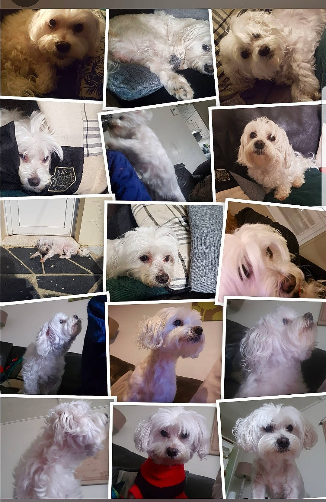 Etoile participe au concours pour gagner de l'argent avec cette photo : canidae, carnivore, collage, collar, companion_dog, dog, dog_breed, dog_supply, fawn, fur, mammal, pet_supply, photograph, snout, sporting_group, terrestrial_animal, toy, toy_dog, vertebrate, white