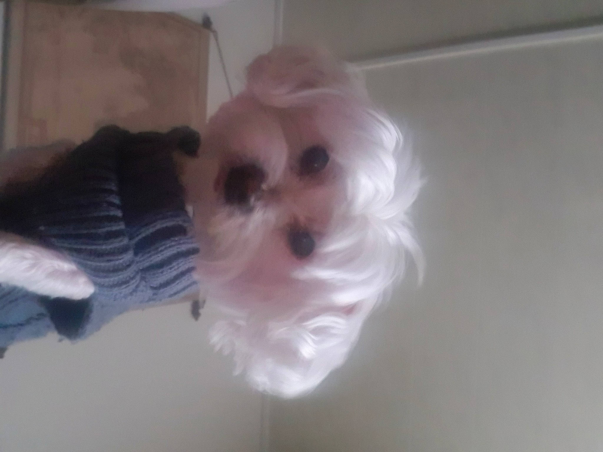 Etoile a rejoint le concours — aidez-le/la à gagner de superbes lots ! canidae, carnivore, companion_dog, dog, dog_breed, fawn, fur, mal_shi, maltepoo, non_sporting_group, petal, small_terrier, snout, sporting_group, tail, toy, toy_dog, whiskers, wing, working_animal