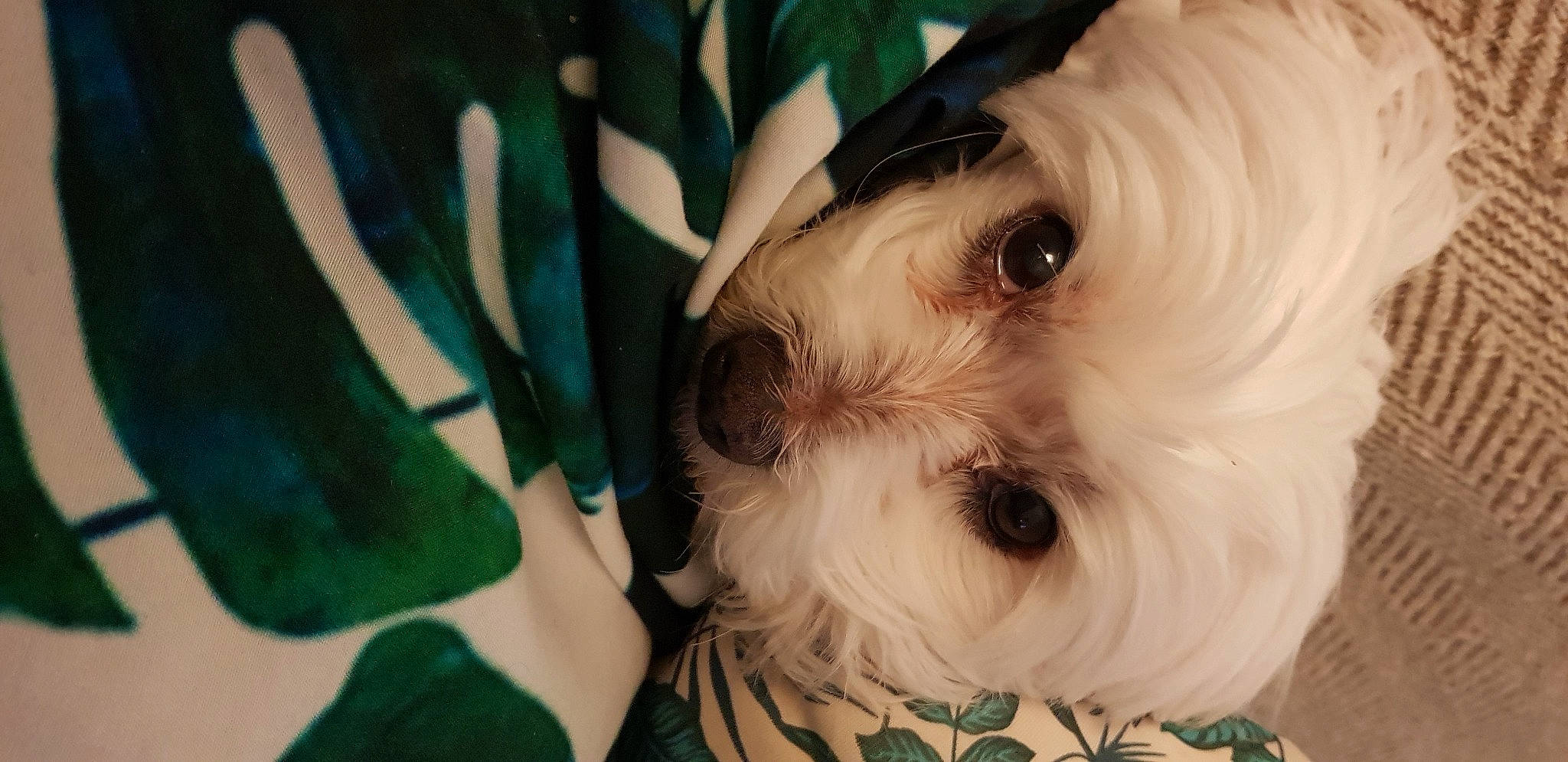 Etoile participe au concours pour gagner de l'argent avec cette photo : canidae, carnivore, close_up, companion_dog, dog, dog_breed, eye, firefighter, fur, hair, head, iris, nose, plant, small_terrier, snout, sporting_group, terrier, toy_dog, working_animal