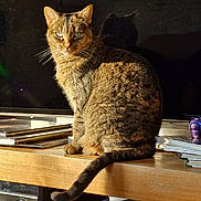 Caouette a rejoint le concours — aidez-le/la à gagner de superbes lots ! cat, tabby, indoor, sitting, wooden_shelf, books, electronics, tv_screen, shadow, sunlight, home, pet, feline, fur, tail, whiskers, closeup, domestic_cat, relaxed, window_light