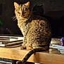 cat, tabby, indoor, sitting, wooden_shelf, books, electronics, tv_screen, shadow, sunlight, home, pet, feline, fur, tail, whiskers, closeup, domestic_cat, relaxed, window_light