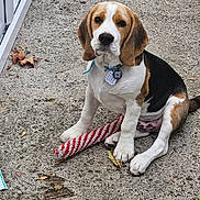 Tyson is registered to the contest to win money with this photo: beagle, puppy, dog, outdoor, concrete, toy, chew_toy, collar, pet, animal, sitting, paw, leaf, closeup, young_dog, looking, ears, cute, brown, white