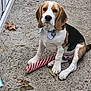 beagle, puppy, dog, outdoor, concrete, toy, chew_toy, collar, pet, animal, sitting, paw, leaf, closeup, young_dog, looking, ears, cute, brown, white