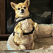 Babygirl is registered to the contest to win money with this photo: animal, bed, blanket, carpet, chihuahua, companion, cozy, cute, dog, domestic, fireplace, fur, harness, home, indoor, pet, portrait, relaxed, sitting, small_dog