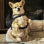 animal, bed, blanket, carpet, chihuahua, companion, cozy, cute, dog, domestic, fireplace, fur, harness, home, indoor, pet, portrait, relaxed, sitting, small_dog