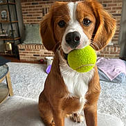 Belle is registered to the contest to win money with this photo: dog, tennis_ball, indoor, living_room, brick_fireplace, carpet, couch, blanket, furniture, pet, brown_and_white, canine, playful, close_up, young_dog, ears, eyes, nose, sitting, toy