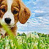 Belle is registered to the contest to win money with this photo: puppy, dog, grass, tennis_ball, outdoor, sky, clouds, greenery, cute, animal, pet, young_dog, field, nature, playful, close-up, daylight, ears, nose, fur
