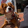 Belle is registered to the contest to win money with this photo: dog, brown_and_white, harness, american_flag, brick_driveway, cup, garage, open_door, outdoor, sky, clouds, person, paw, leash, sidewalk, building, daylight, pet, curious, casual