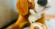 Belle joined the competition — help win amazing prizes! dog, puppy, toy, plush_toy, carpet, indoor, close_up, brown_fur, white_fur, pet, cute, animal, looking, soft_texture, couch, home, playful, focus, ears, nose