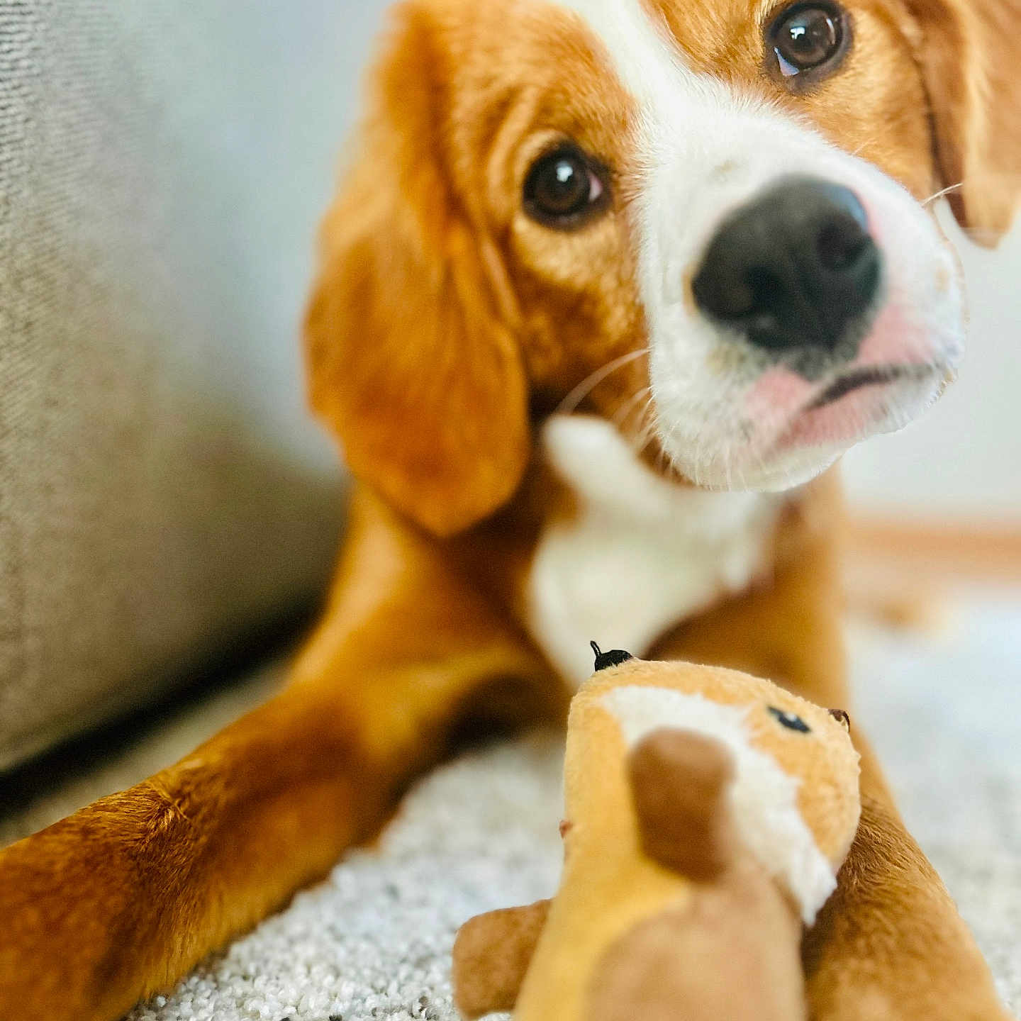 Belle joined the competition — help win amazing prizes! dog, puppy, toy, plush_toy, carpet, indoor, close_up, brown_fur, white_fur, pet, cute, animal, looking, soft_texture, couch, home, playful, focus, ears, nose