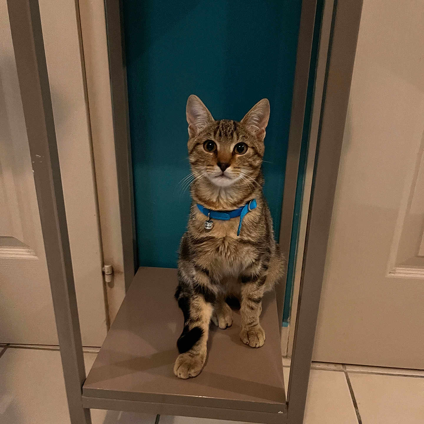 Moka participe au concours pour gagner de l'argent avec cette photo : abyssinian, accessories, animal, architecture, bookcase, cat, closet, cupboard, egyptiancat, furniture, hardwood, indoors, interiordesign, kitten, manx, pet, plywood, shelf, strap, wood
