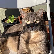 Teresa is registered to the contest to win money with this photo: cat, gray_tabby, green_eyes, chair, sunlight, shadow, potted_plants, indoor, pet, feline, relaxed, fur, whiskers, animal, domestic_cat, home, closeup, portrait, resting, daylight