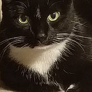 Scarlett is registered to the contest to win money with this photo: animal, black_and_white, calm, cat, close_up, curious, cute, domestic_cat, feline, fur, green_eyes, indoor, laying_down, paws, pet, portrait, relaxed, tuxedo_cat, whiskers, wooden_background