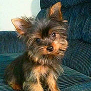 Brody joined the competition — help win amazing prizes! dog, puppy, small_dog, fluffy, ears, couch, blue_couch, indoor, pet, cute, curious, fur, sitting, looking, animal, domestic_animal, companion, friendly, furniture, portrait