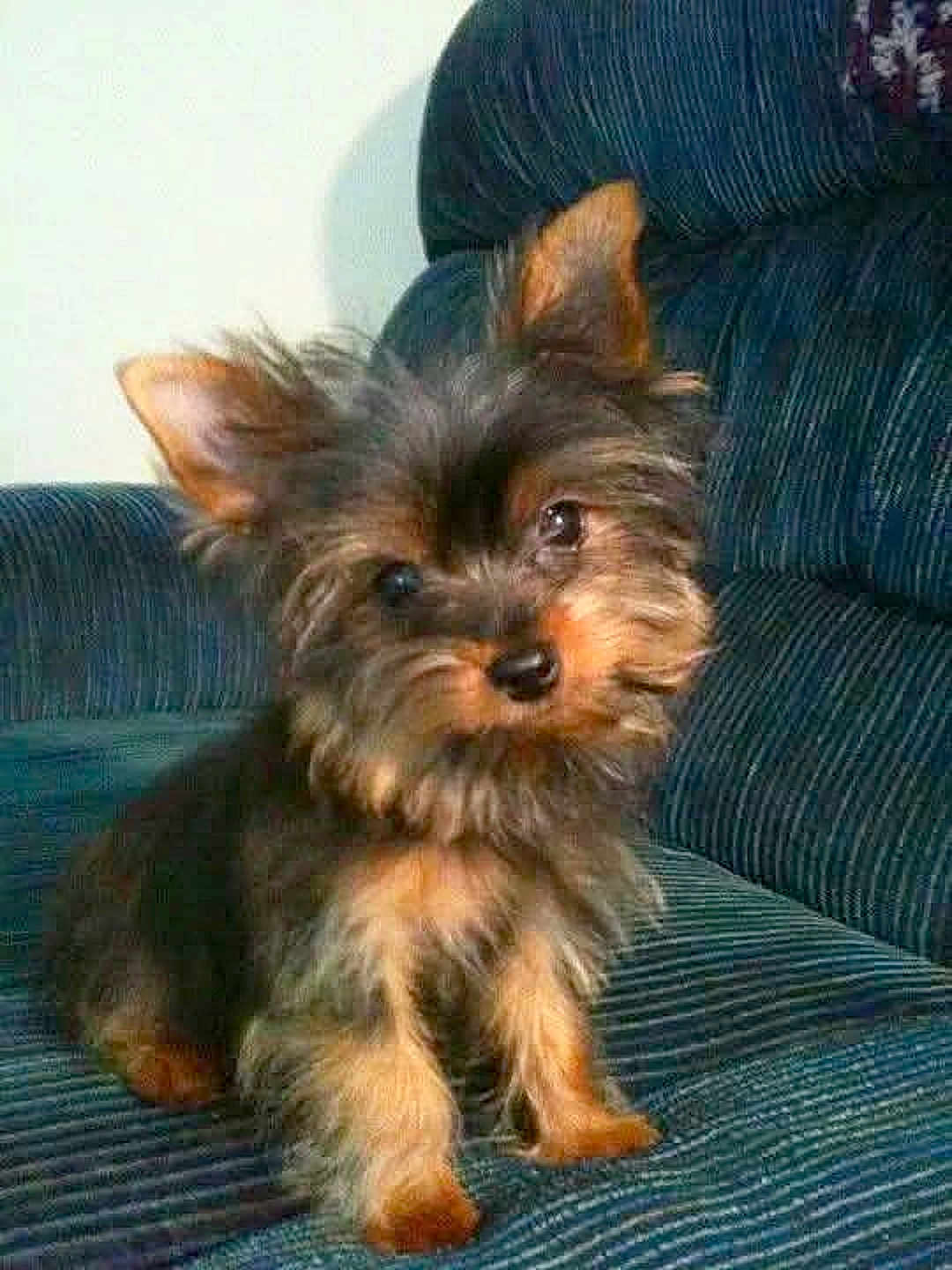 Brody joined the competition — help win amazing prizes! dog, puppy, small_dog, fluffy, ears, couch, blue_couch, indoor, pet, cute, curious, fur, sitting, looking, animal, domestic_animal, companion, friendly, furniture, portrait