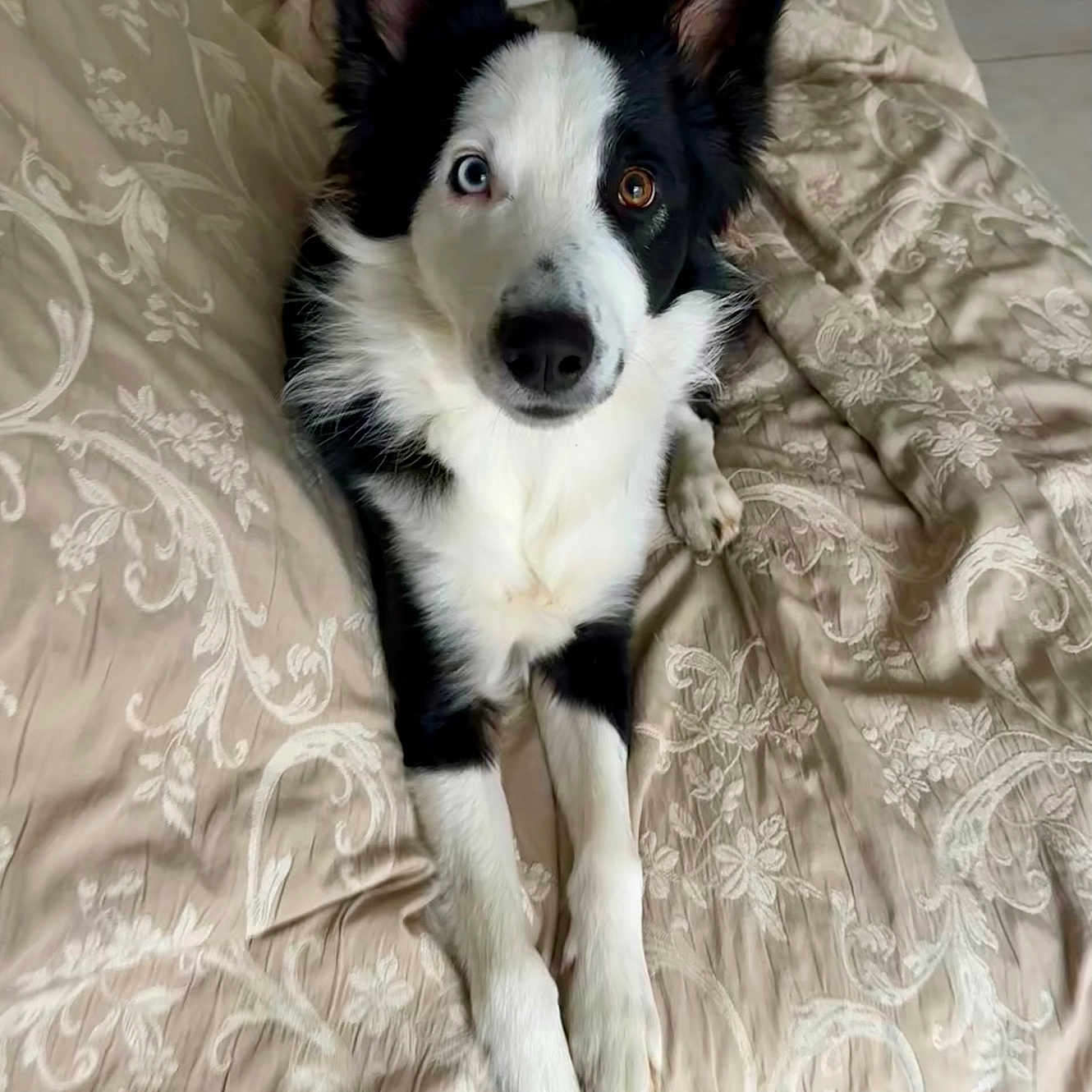Jack participe au concours pour gagner de l'argent avec cette photo : animal, bed, blanket, canine, cushion, dog, dogbed, eskimodog, furniture, homedecor, husky, pet, pillow, puppy