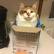 Susie Ann joined the competition — help win amazing prizes! cat, calico, box, kitchen, counter, coffee_maker, door, window, indoor, pet, feline, curious, fluffy, container, appliance, household, domestic, still_life, table, calm