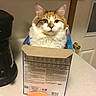 cat, calico, box, kitchen, counter, coffee_maker, door, window, indoor, pet, feline, curious, fluffy, container, appliance, household, domestic, still_life, table, calm