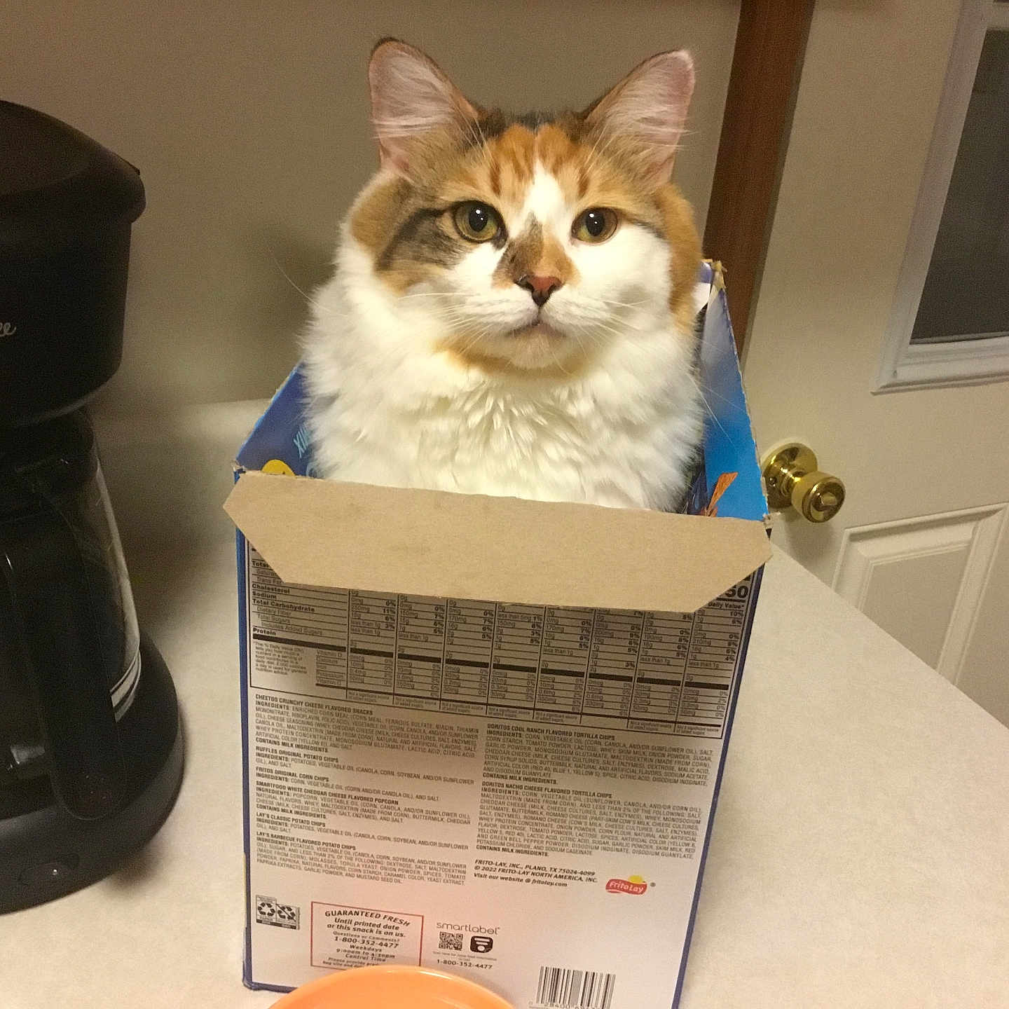Susie Ann joined the competition — help win amazing prizes! cat, calico, box, kitchen, counter, coffee_maker, door, window, indoor, pet, feline, curious, fluffy, container, appliance, household, domestic, still_life, table, calm