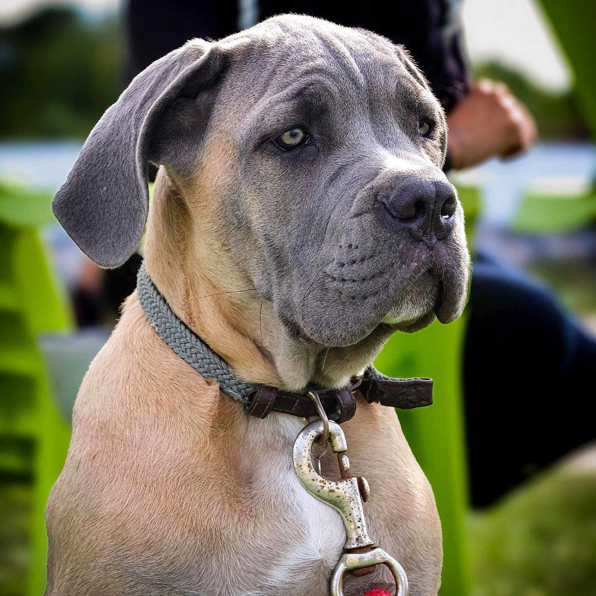 Vegas participe au concours pour gagner de l'argent avec cette photo : accessories, animal, boxer, bulldog, canine, collar, dog, frenchbulldog, greatdane, harness, hound, labradorretriever, leash, pet, pitbull, pointer, puppy, snout, strap