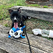 Becka a rejoint le concours — aidez-le/la à gagner de superbes lots ! animal, black_and_white_dog, dog, dog_toy, grass, harness, leash, lying_down, open_mouth, outdoors, panting, pet, pointed_ears, portrait, puppy, sitting, soccer_ball, tongue, water_bottle, wooden_steps