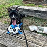 animal, black_and_white_dog, dog, dog_toy, grass, harness, leash, lying_down, open_mouth, outdoors, panting, pet, pointed_ears, portrait, puppy, sitting, soccer_ball, tongue, water_bottle, wooden_steps