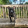 Becka participe au concours pour gagner de l'argent avec cette photo : animal, black_and_white, brown_eyes, canine, collar, dog, fence, floppy_ears, garden, greenery, leash, nature, outdoors, pet, portrait, short_hair, standing, sunlight, white_markings, wooden_bridge