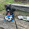 Becka a rejoint le concours — aidez-le/la à gagner de superbes lots ! animal, black_and_white, blue_toy, dog, dog_toy, grass, happy, harness, leash, outdoor, park, pet, playful, portrait, puppy, sitting, tongue_out, water_bottle, weathered_wood, wooden_steps