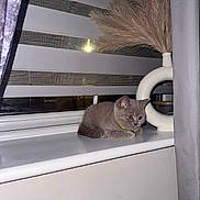 Clay is registered to the contest to win money with this photo: animal, blanket, cat, collar, cozy, curtains, domestic_cat, feline, furniture, gray_cat, houseplant, indoor, kitten, modern_decor, pampas_grass, pet, resting, vase, window, windowsill
