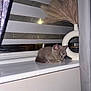 animal, blanket, cat, collar, cozy, curtains, domestic_cat, feline, furniture, gray_cat, houseplant, indoor, kitten, modern_decor, pampas_grass, pet, resting, vase, window, windowsill