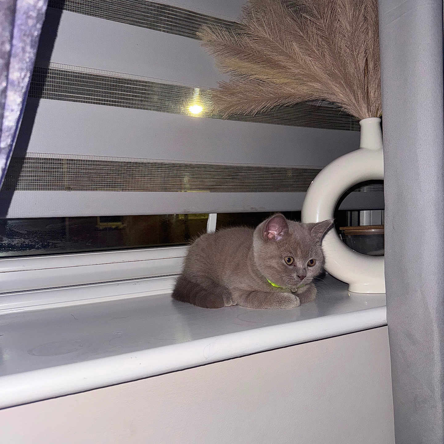 Clay is registered to the contest to win money with this photo: animal, blanket, cat, collar, cozy, curtains, domestic_cat, feline, furniture, gray_cat, houseplant, indoor, kitten, modern_decor, pampas_grass, pet, resting, vase, window, windowsill