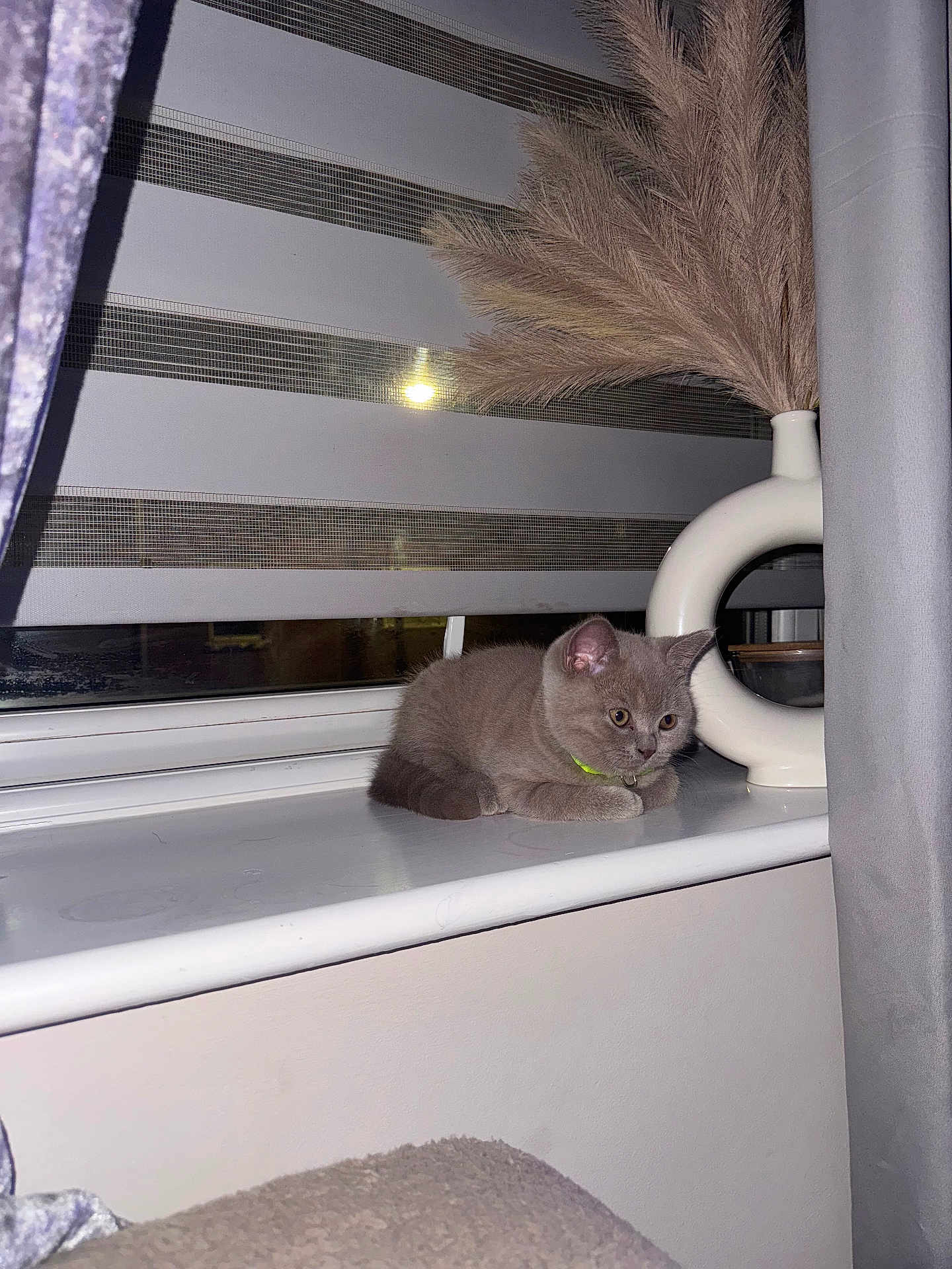 Clay is registered to the contest to win money with this photo: animal, blanket, cat, collar, cozy, curtains, domestic_cat, feline, furniture, gray_cat, houseplant, indoor, kitten, modern_decor, pampas_grass, pet, resting, vase, window, windowsill