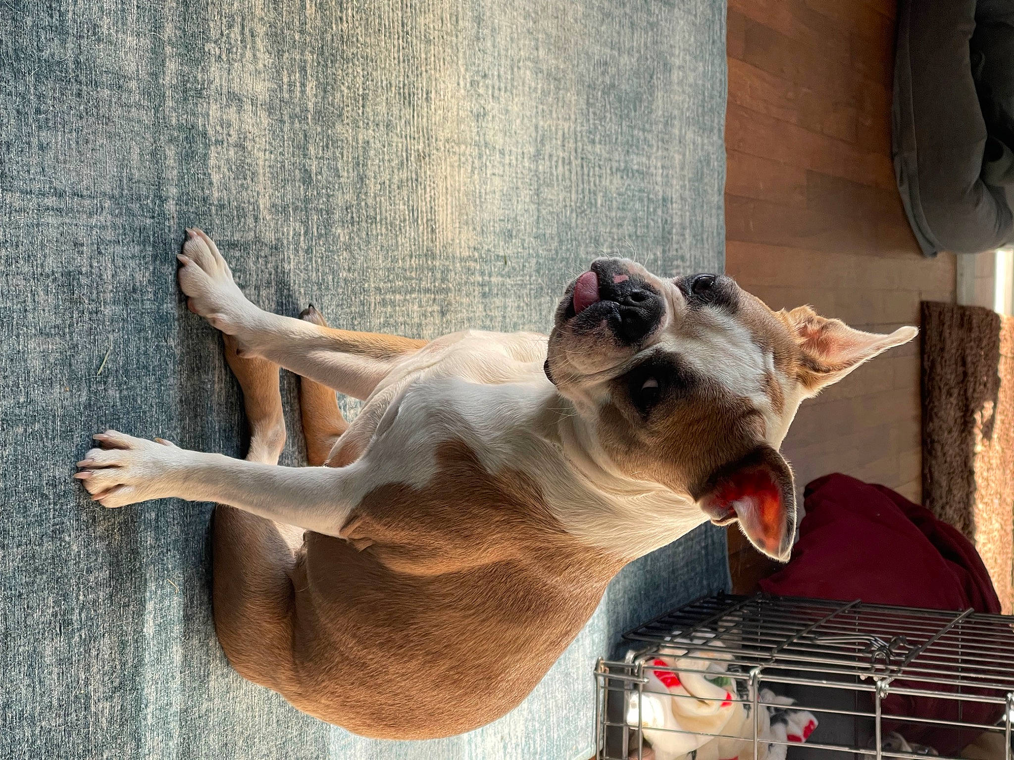 Gracie is registered to the contest to win money with this photo: canidae, carnivore, collar, companion_dog, dog, dog_breed, fawn, fur, jaw, pet_supply, snout, sporting_group, sunglasses, tail, terrestrial_animal, whiskers, wildlife, window, wood, working_animal