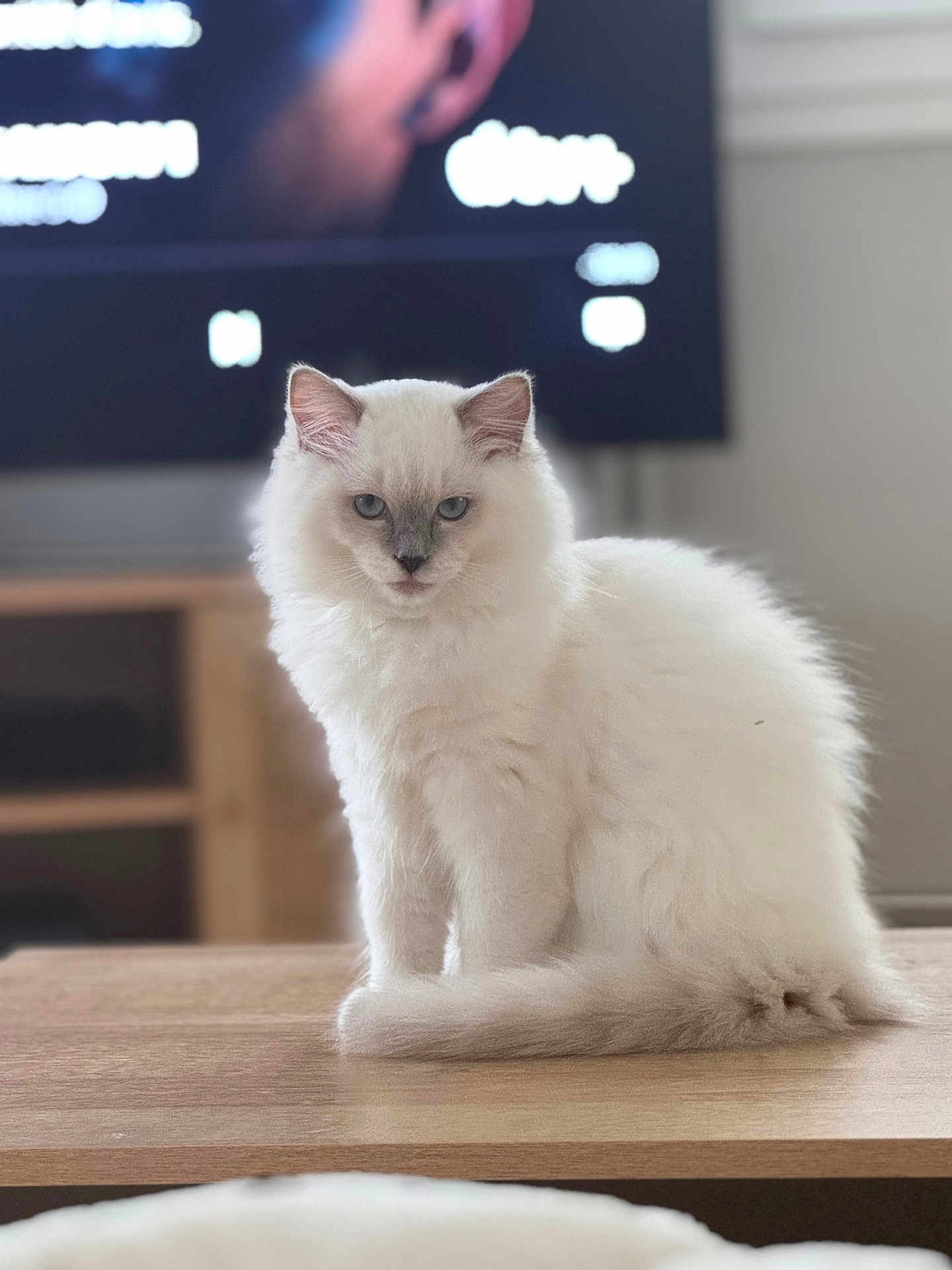 Winky a rejoint le concours — aidez-le/la à gagner de superbes lots ! cat, white_cat, fluffy, blue_eyes, sitting, indoor, wooden_table, furniture, television, blurred_background, pet, animal, cute, domestic_cat, fur, face, looking, cozy, house, portrait