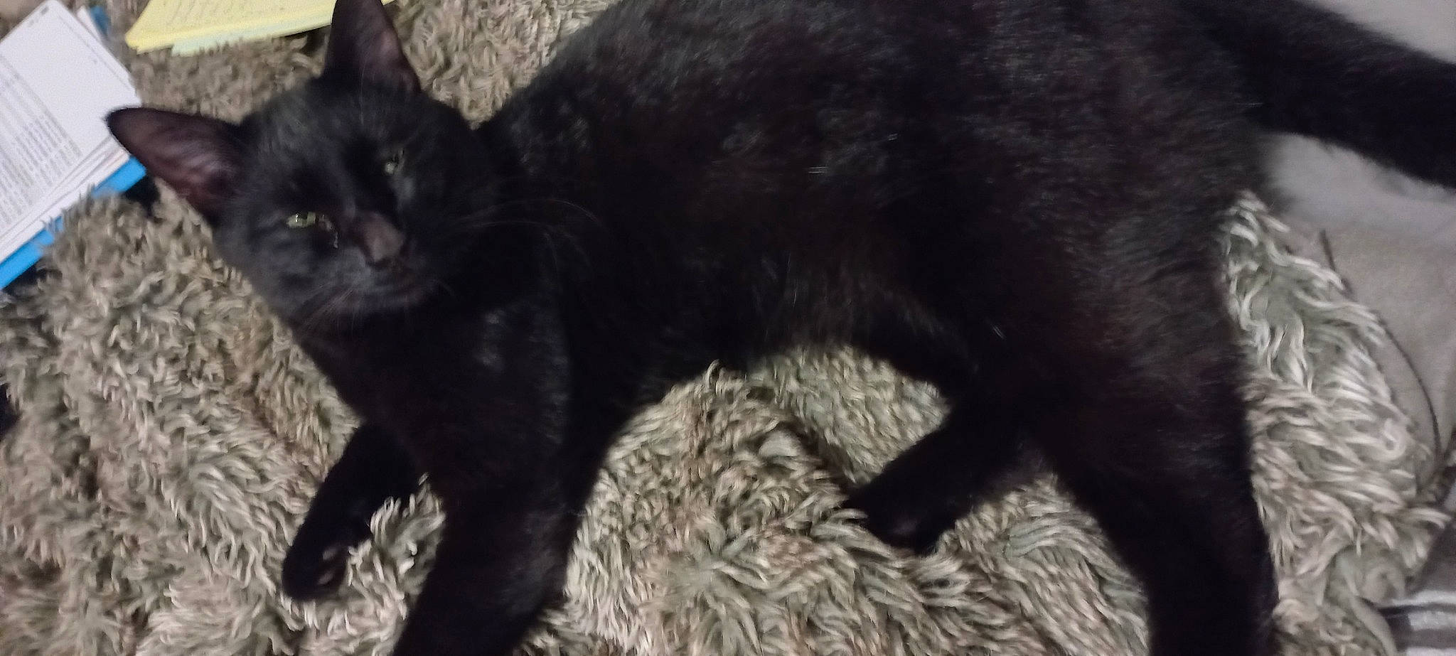 Figaro a rejoint le concours — aidez-le/la à gagner de superbes lots ! carnivore, cat, claw, domestic_short_haired_cat, felidae, fur, small_to_medium_sized_cats, snout, tail, terrestrial_animal, whiskers