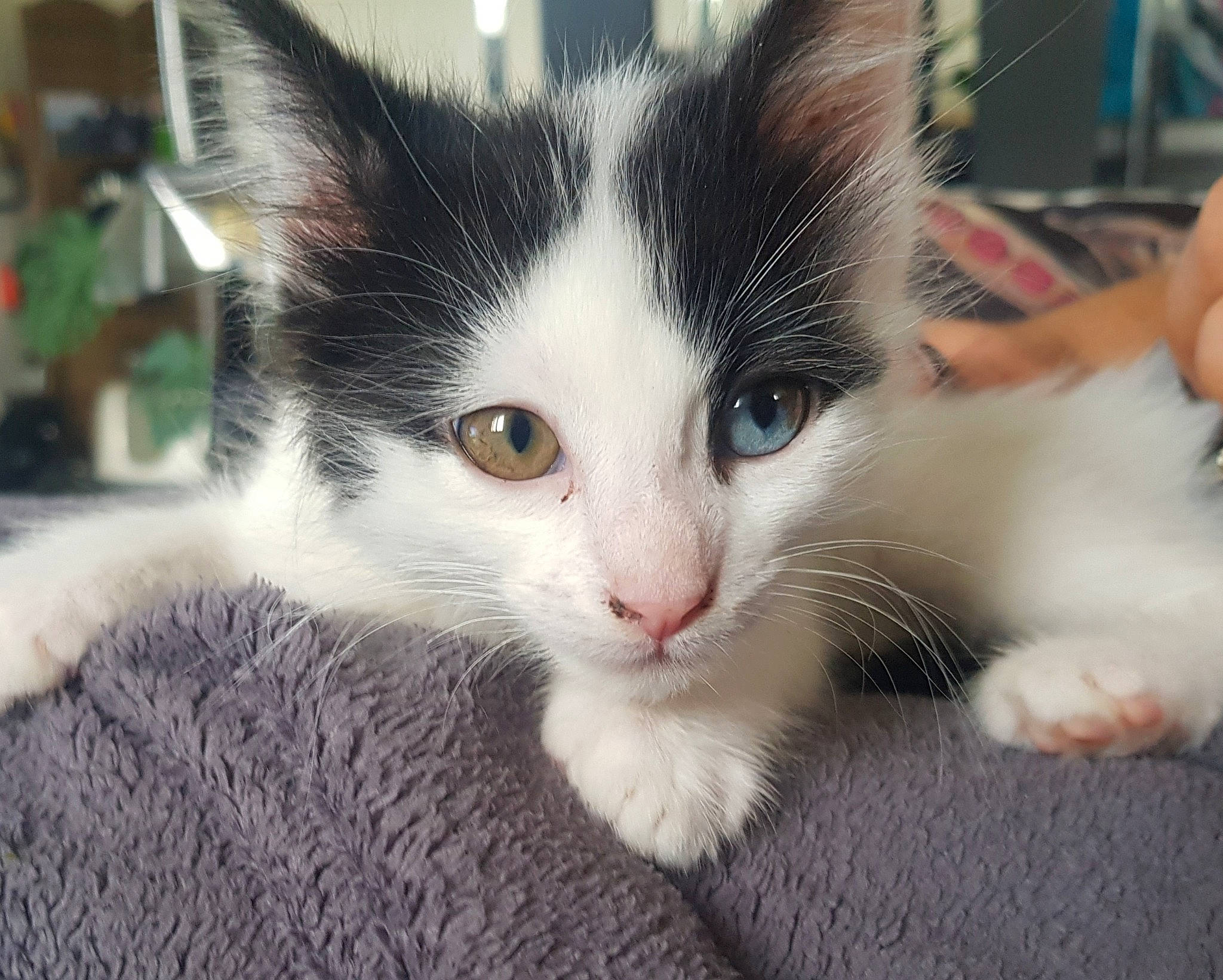 Folie participe au concours pour gagner de l'argent avec cette photo : carnivore, cat, claw, domestic_short_haired_cat, eye, felidae, fur, iris, paw, small_to_medium_sized_cats, snout, tail, whiskers, window