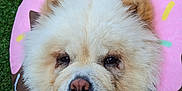 Nalabear is registered to the contest to win money with this photo: canidae, carnivore, companion_dog, dog, dog_breed, dog_clothes, dog_supply, fawn, fur, german_spitz, german_spitz_mittel, snout, spitz, sporting_group, terrestrial_animal, tire, toy_dog, volpino_italiano, wheel, whiskers