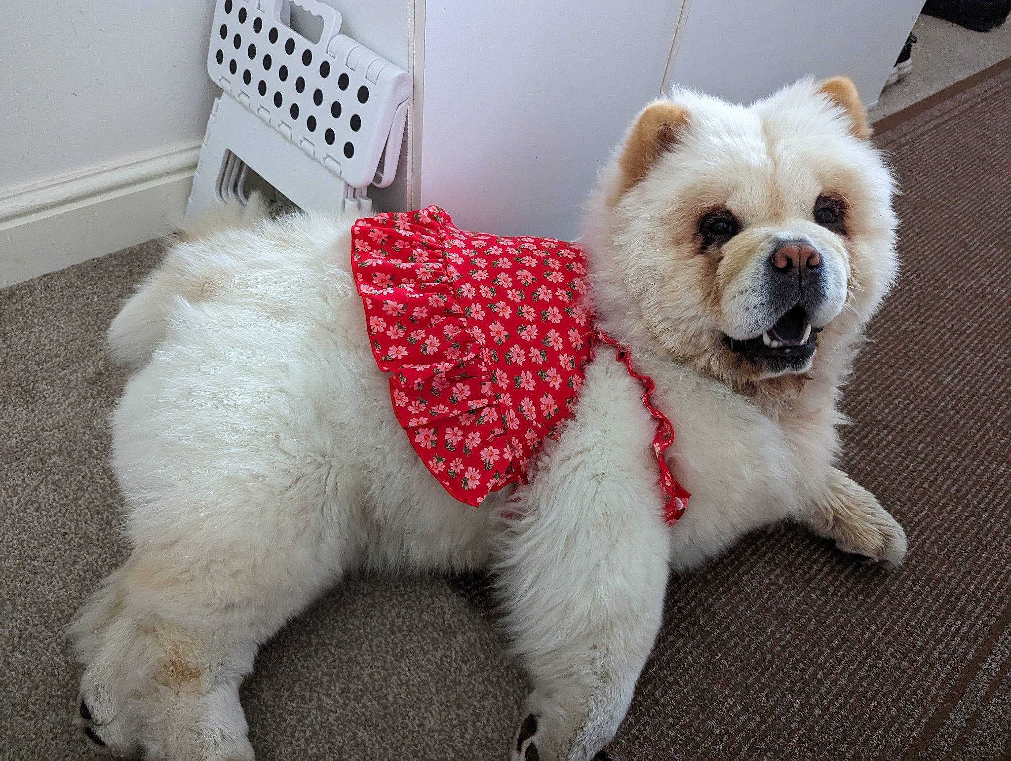 Nalabear joined the competition — help win amazing prizes! canidae, carnivore, collar, companion_dog, dog, dog_breed, dog_clothes, dog_collar, dog_supply, fashion_accessory, fawn, fur, maltepoo, puppy, small_terrier, snout, sporting_group, tail, toy_dog, working_animal