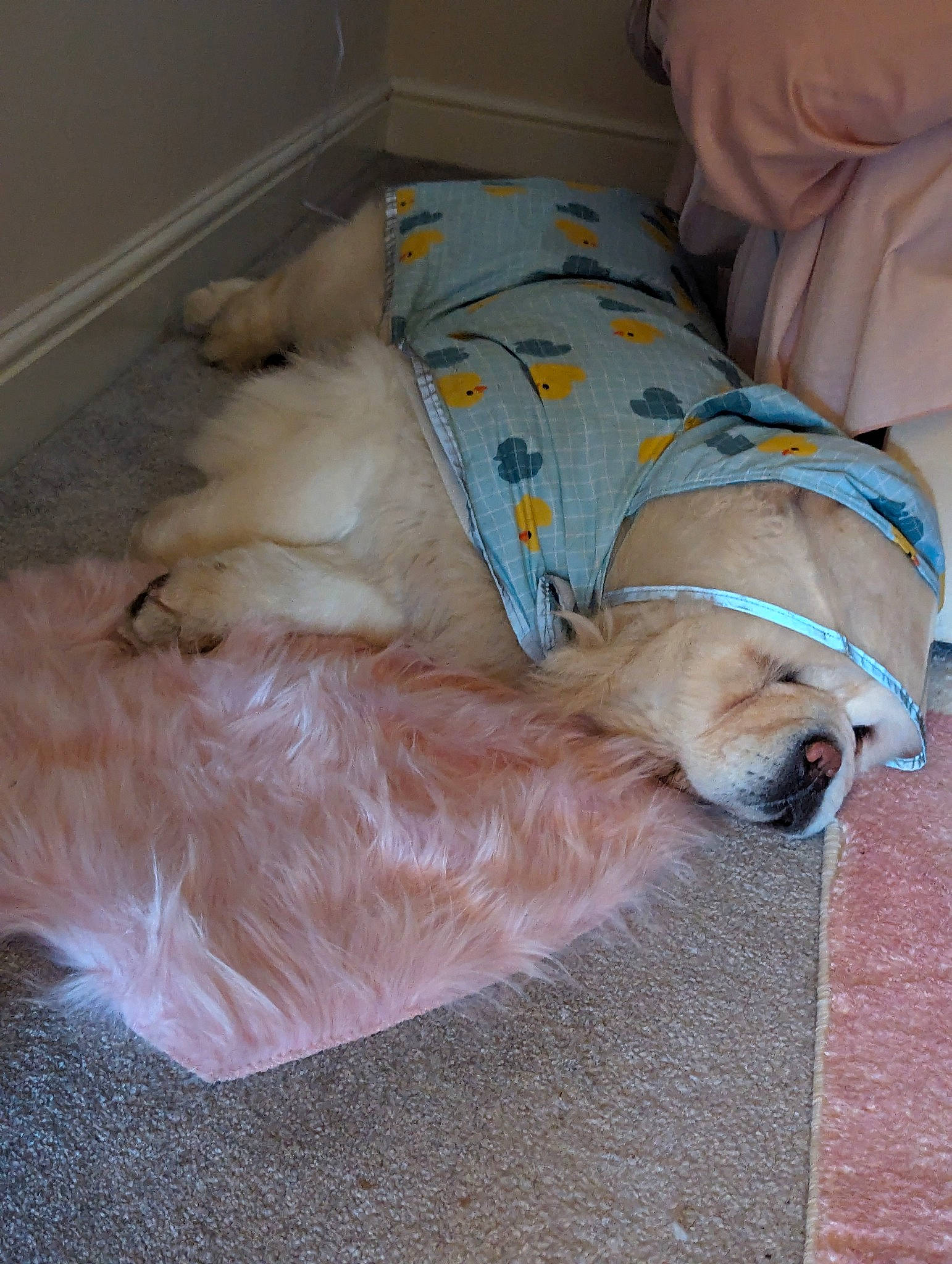 Nalabear is registered to the contest to win money with this photo: canidae, carnivore, comfort, companion_dog, couch, dog, dog_breed, dog_supply, duvet, fawn, flooring, fur, hardwood, linens, mammal, nap, pet_supply, sporting_group, tail, working_animal